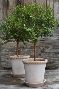 Bergs Potter Emilia Pot Rose Topf Rosa, 18 Cm -Gartenmöbel Rabatte bergs potter emilia topf rosa 4 2