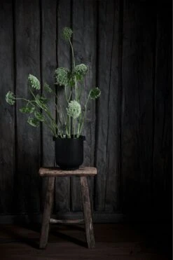 Ernst Blumentopf Mit Ohren H14 Cm, Schwarz -Gartenmöbel Rabatte ernst blumentopf mit ohren schwarz 1